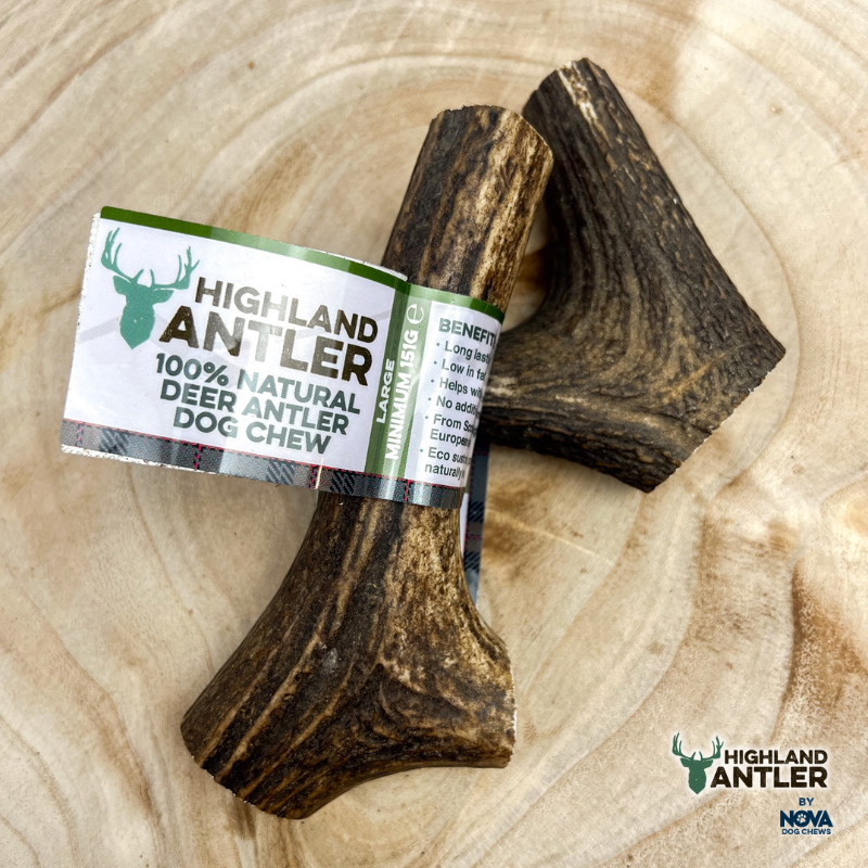 Deer Antler -