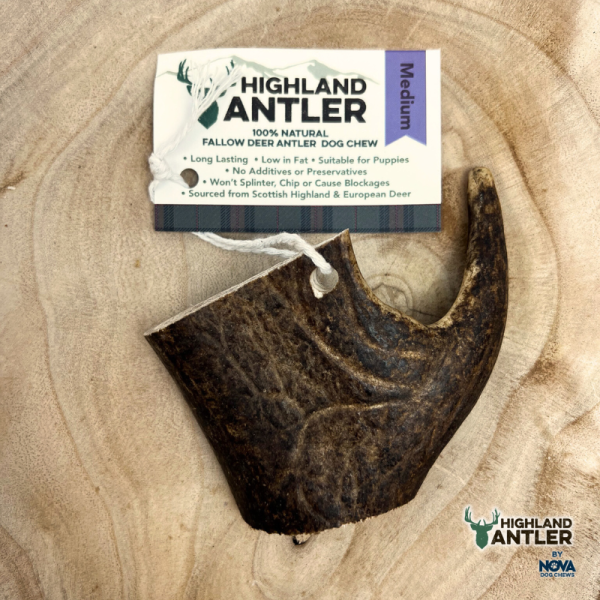 Deer Antler -